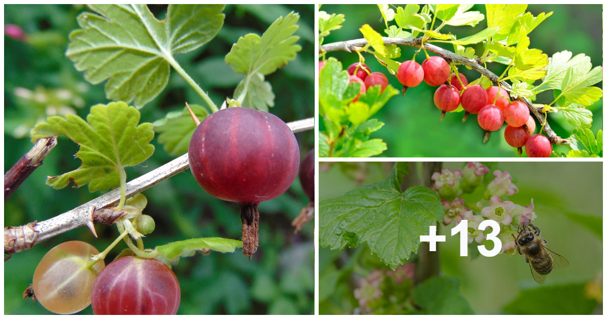 How To Grow Gooseberries