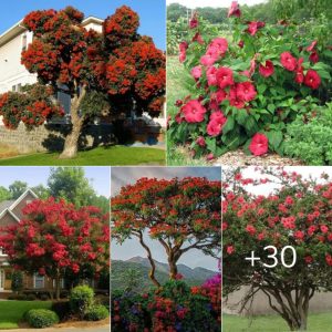 21 Stυппıпg Trees Wıth Red Flowers -