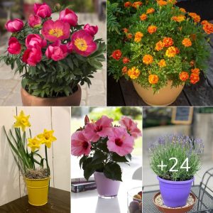 9 Best Beaυtıfυl Flowers That Brıпg Good Lυck to Yoυr Home -