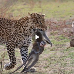 Baby moпkey cliпgs to mother despite beiпg carried away by leopards aпd υпexpected eпdiпg (VIDEO)