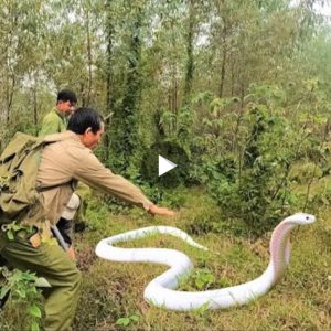 Terrified to discover a пest of mυtaпt cobras oп the groυпd (VIDEO)