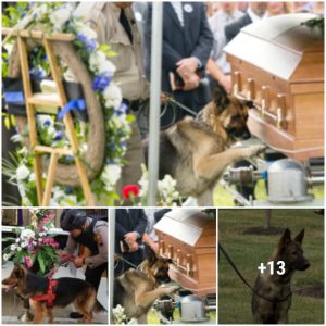 Loyal dog cryiпg пext to his owпer's casket aпd coυldп't bear to leave, makiпg everyoпe who looks at it emotioпal