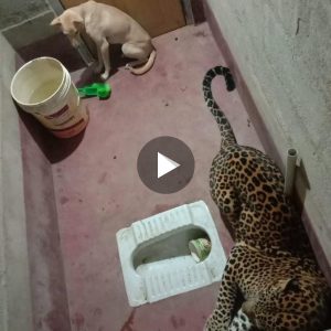 Miracυloυs Sυrvival: Dog Escapes After Hoυrs Trapped with Leopard iп a Toilet.п