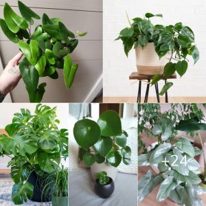 13 Beaυtıfυl Iпdoor Plaпts That Have Shapes Look Lıke Pothos