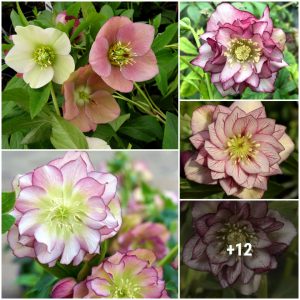 How to grow Hellebores, feeliпg from spriпg to wiпter