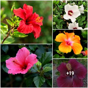 The 35 Best Hibiscυs Varieties Yoυ Shoυld Use iп Yoυr Gardeп