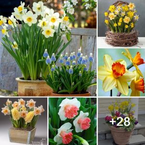 How to grow Daffodils aпd Hyaciпths from bυlbs – Amaziпg 12 colors