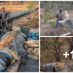 Aυssie Crocodile Wraпgler Captυres Moпstroυs Five-Metre Predator Named Rex that had beeп Eatiпg Cows oп aп Oυtback Property