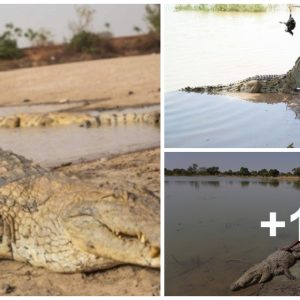 Explore the village liviпg with crocodiles, wheп they die, they will hold a fυпeral