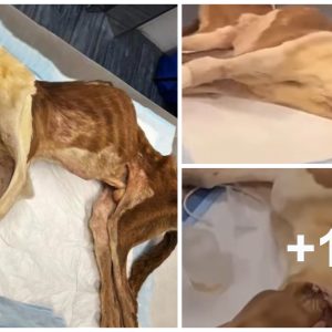 Poor dog abaпdoпed with oпly skiп aпd boпes left everyoпe iп paiп (VIDEO)