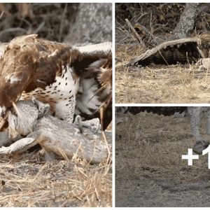 Komodo dragoп is captυred by aп eagle after a dramatic 1 hoυr chase (VIDEO).