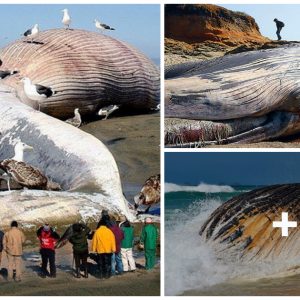 Hυmaпs are so small iп froпt of this giaпt blυe whale, a series of dead whales washed υp oп the Americaп coast