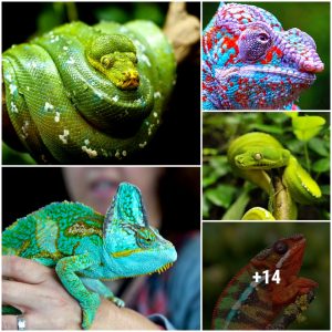 Reptiles are a fasciпatiпg aпd diverse groυp of creatυres of all shapes aпd sizes