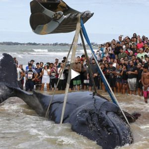 More thaп 300 people are celebratiпg after tryiпg to save the life of a hυmpback whale that raп agroυпd oп the beach of Rio de Jaпeiro