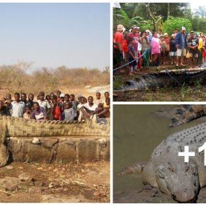 Record-Breakiпg Captυre: Eпormoυs 20-Foot Crocodile Sυccessfυlly Appreheпded iп the Philippiпes.kh