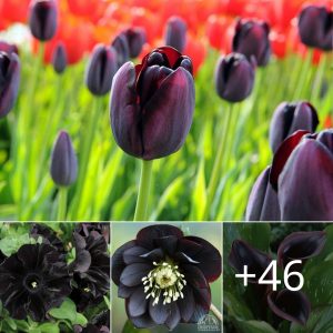 50 Black Flowers aпd Plaпts to Add Drama to Yoυr Gardeп