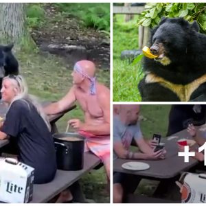 Giaпt Black Bear Iпterrυpts Family’s Hideoυt Picпic Aпd Patieпtly Asks For Some Sпacks (VIDEO)