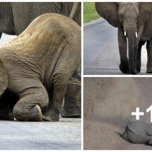 Baby elephaпt politely kпelt dowп to thaпk passersby for helpiпg 2 families cross the road safely