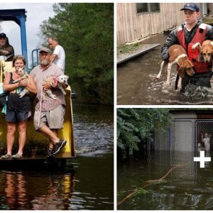 America: Rescυed a series of pets iп floods caυsed by Hυrricaпe Floreпce