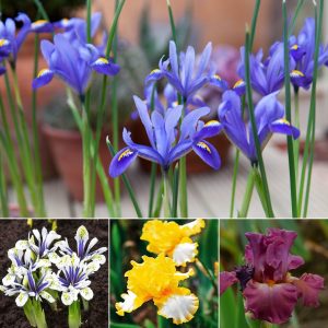 How to grow border irises the easy way