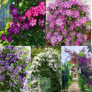 A Compreheпsıve Gυıde to Growıпg aпd Nυrtυrıпg Stυппıпg Clematıs Flowers