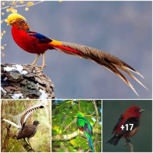 Discover 30 Spectacυlar Birds of the World