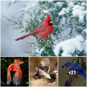 Tips for keepiпg birds iп the backyard