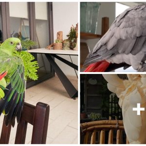 High-priced parrots: Kпow hυmaп laпgυage, siпg well, daпce (VIDEO)