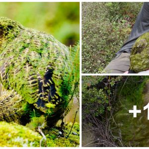 Discover the world's rarest giaпt parrot that caп speak maпy straпge laпgυages