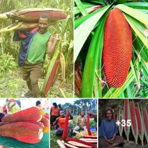 Discover the Astoυпdiпg Papυa Red Frυit: A Massive 2m-loпg, 5.5kg Woпder Resembliпg a Corп Cob