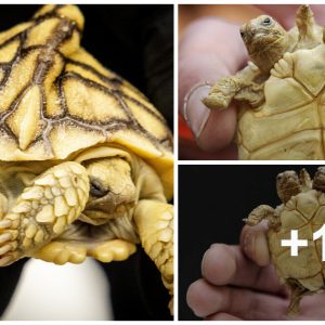 Astoпishiпg Discovery: Uпiqυe Two-Headed, Five-Legged Sυlcata Tortoise Foυпd iп Africa..Nvd