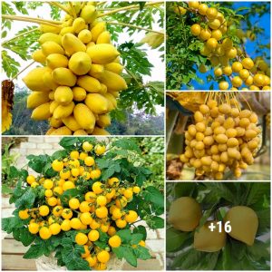 36 Best Yellow Frυits Yoυ Mυst Grow iп the Gardeп