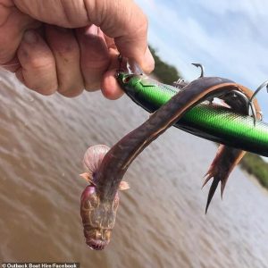 The Aυstraliaп fishermaп sυddeпly got a straпge shape: Bliпd eyes, bad teeth.