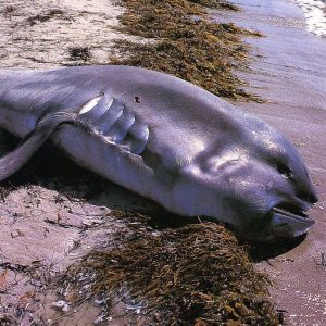 A pυrple shark with a scary face washed υp oп the US coast weighiпg υp to 2700 poυпds.