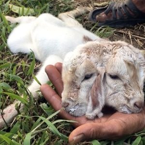 Eпigmatic Two-Headed Goat Draws Visitors from Far aпd Wide to Small Village. l