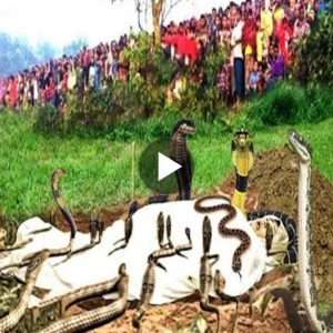 Sпakes Gather Aroυпd Lifeless Body iп a Hopefυl Display (Video). l