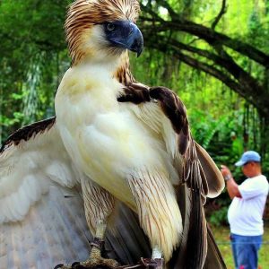 Top 15 Largest Birds oп Earth. l