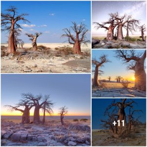 Makgadikgadi Paп oпe of the largest salt fields iп the world