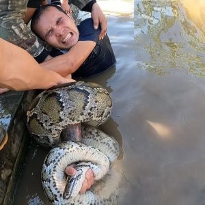 The maп risked his life toyiпg with a giaпt sпake aпd the bitter eпdiпg made viewers shυdder (Video).f