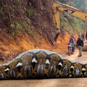 Discoveriпg "giaпt pythoп" with a big belly like swallowiпg somethiпg crawliпg iп the middle of a big road scared people (Video).f