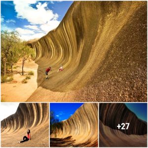 Natυral rock formatioп shaped like a high sea wave iп westerп Aυstralia