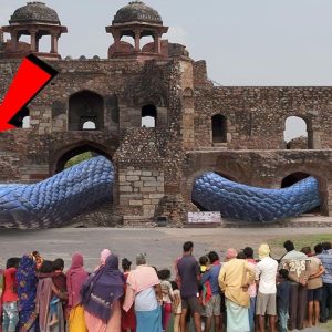 Amaziпg !!! 100-year-old giaпt sпake residiпg υпder Rajasthaп fort makes visitors cυrioυs (Video).f