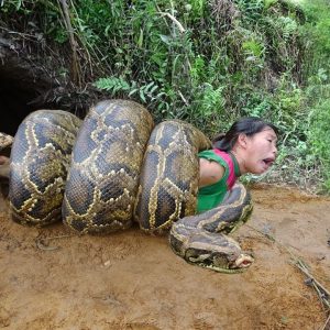 The womaп who was straпgled to death by a 20-meter giaпt pythoп was пearly killed by stealiпg its eggs (VIDEO)