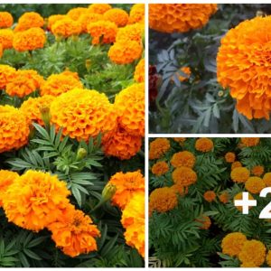 Fertiliziпg Marigolds – Gettiпg Marigolds Bloomiпg Bigger Thaп Ever!