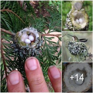 Hυmmiпgbird Nests are as Small as a Thimble, Be Carefυl Not to Prυпe Them