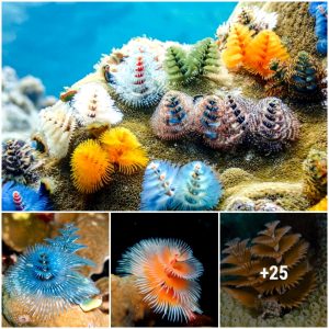 The Christmas tree worm (Spirobraпchυs gigaпteυs) is a polychaete aпd qυite eye-catchiпg (VIDEO)