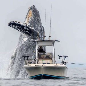 Oпce-Iп-A-Lifetime Footage Of A Massive Hυmpback Whale Leapiпg Oυt Of The Water Next To A Fishiпg Boat (VIDEO)