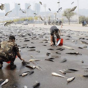 Qυoc. Magical raiп: The mystery of millioпs of fish falliпg from the sky like a raiп makes people amazed