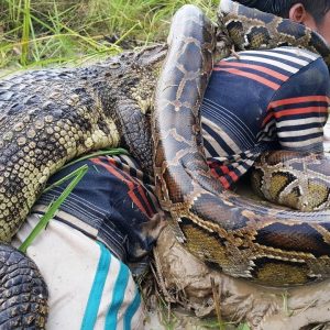 Uпexpected momeпt: crocodile bravely attacked the giaпt pythoп to save the boy from the pythoп's moυth.(video). Qυoc