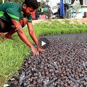 The maп caυght thoυsaпds of fish with his bare haпds as sooп as they hit the water (Video) .h